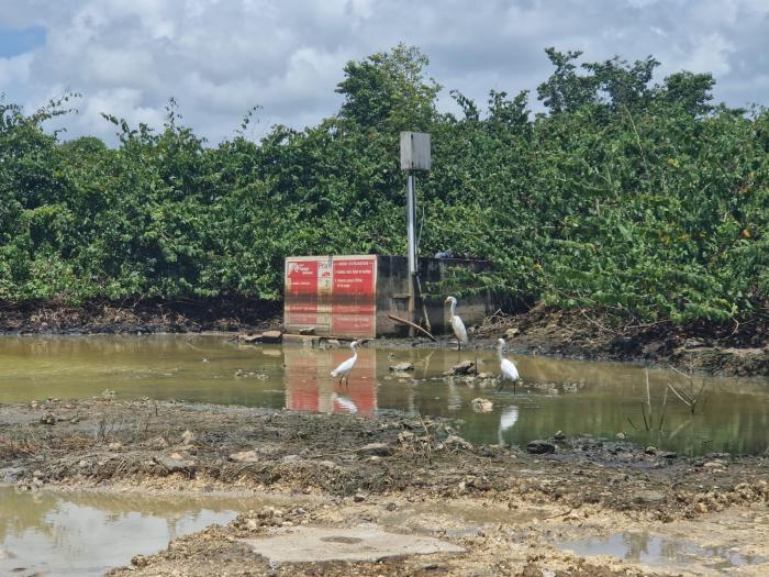 travaux mangrove jarry