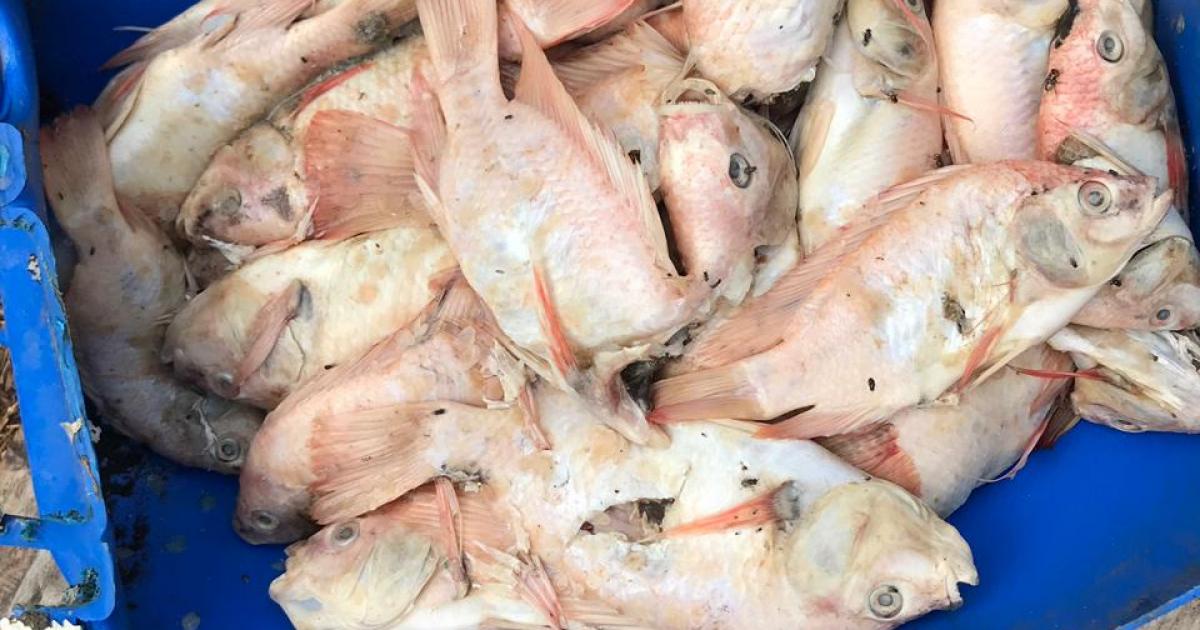 Pêche aux lambis, pêche de loisirs : respecte-t-on la réglementation ?