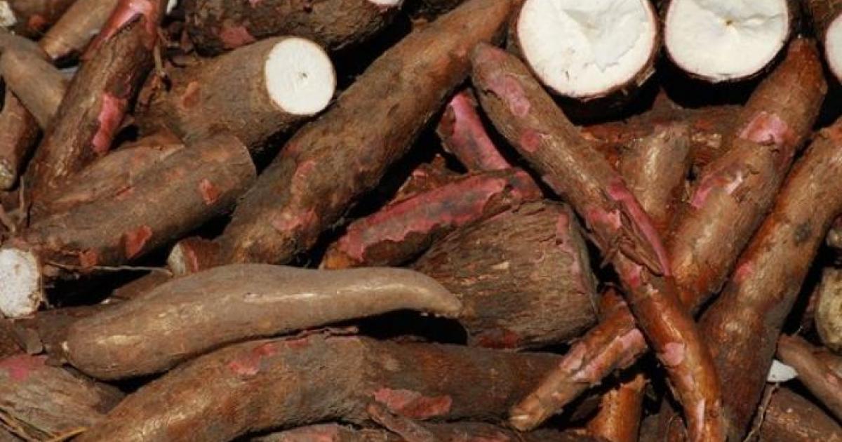 Elle achète du manioc et découvre de la cocaïne