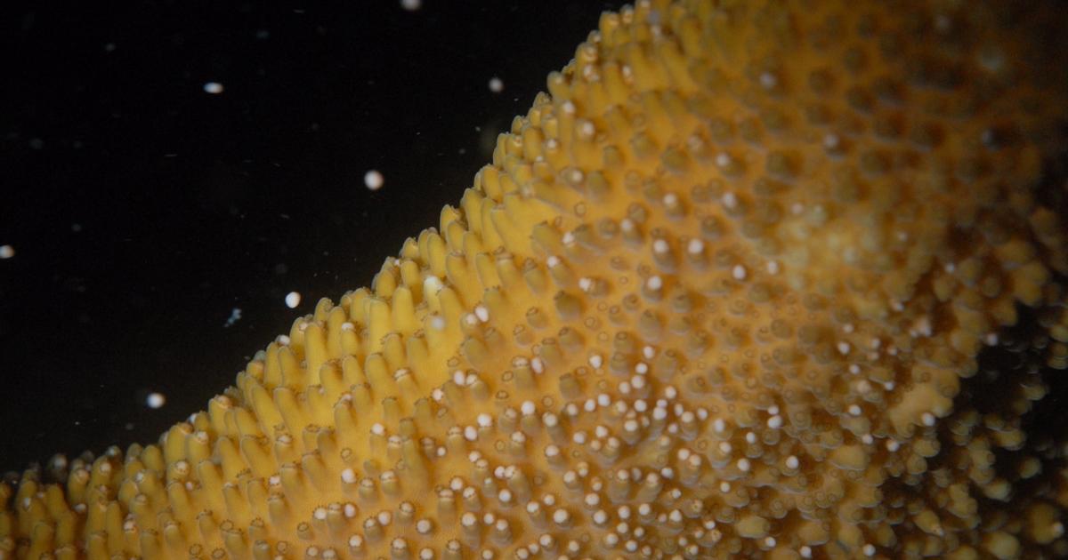 Ponte des coraux : une « orgie sous-marine » ce vendredi