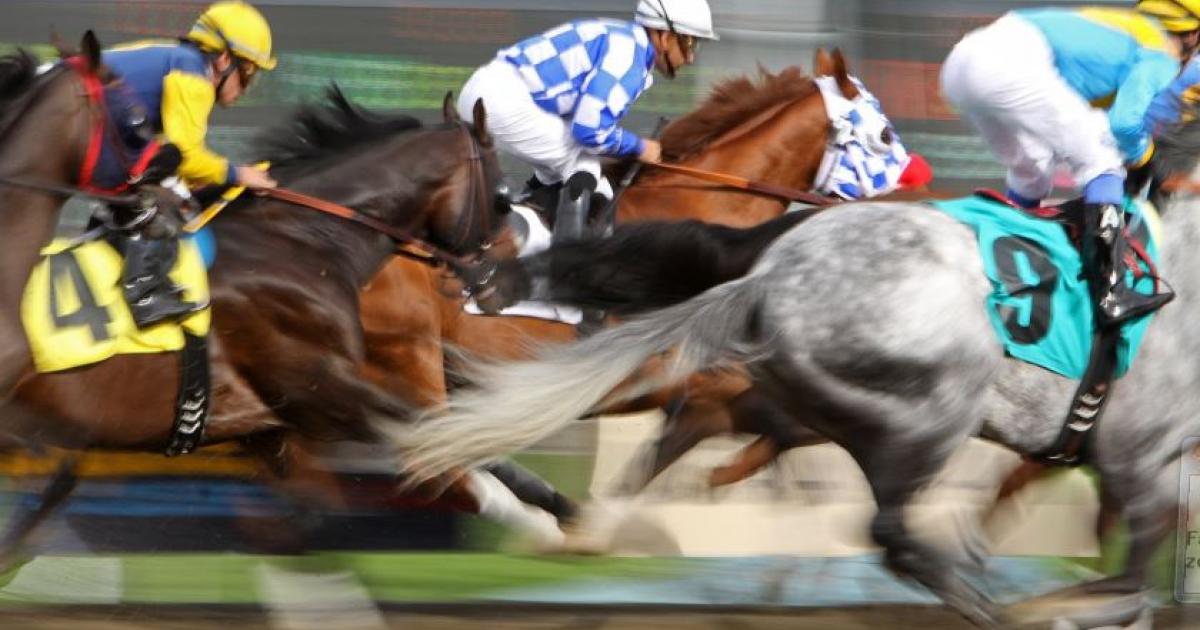     





"The Piton Cup" : la course hippique la plus riche de la Caraïbe aura lieu à Sainte-Lucie




