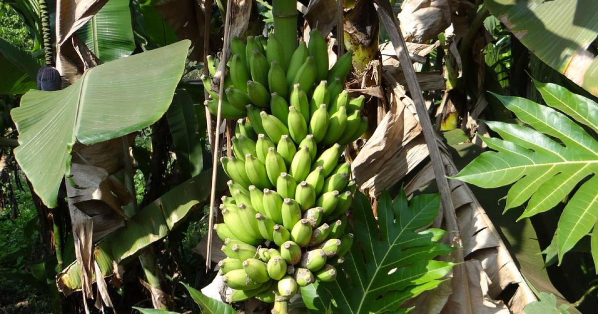 Deuxième étape samedi pour la route des fermes bio de Martinique