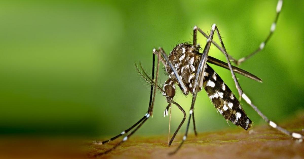 Dengue : pas d’augmentation des indicateurs de surveillance épidémiologique