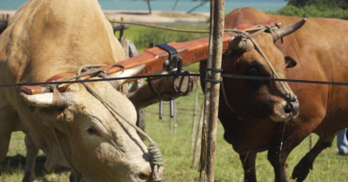 Une enquête ouverte après la mort suspecte de sept bœufs