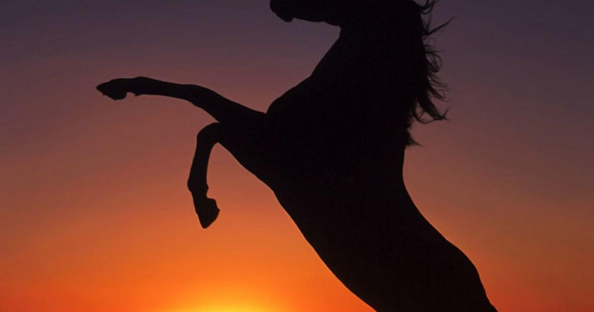 Accident impliquant des chevaux : un acte de malveillance ?