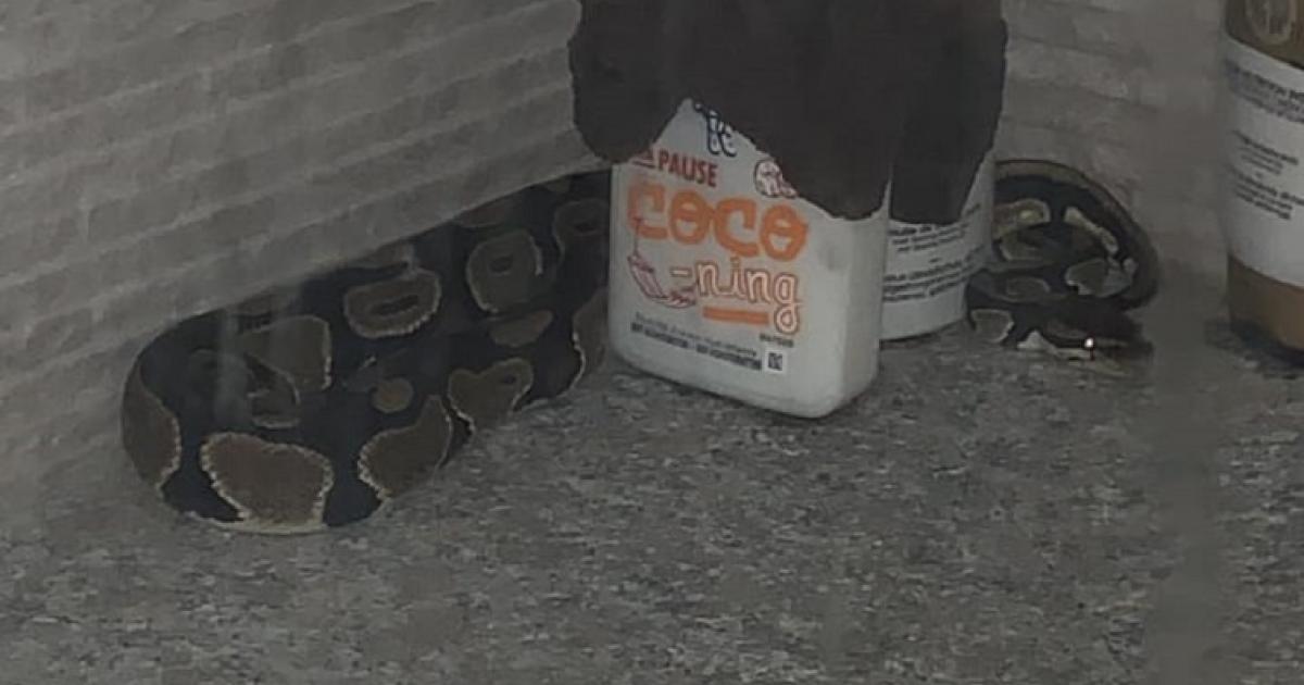 Un serpent retrouvé dans une douche à Saint-François