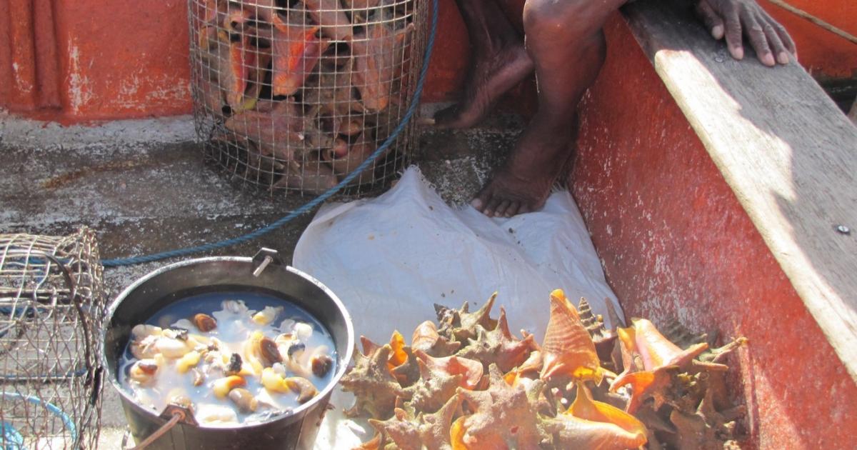 L’ouverture de la saison de pêche au lambi en Guadeloupe fait débat au sein de la profession