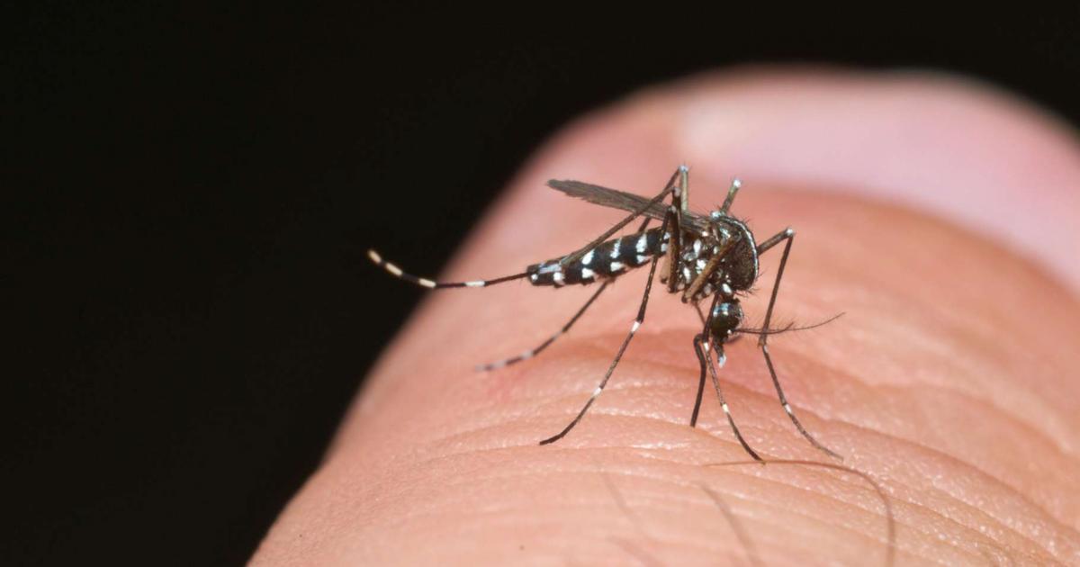 Un premier comité de gestion sur le virus de la dengue en Guadeloupe