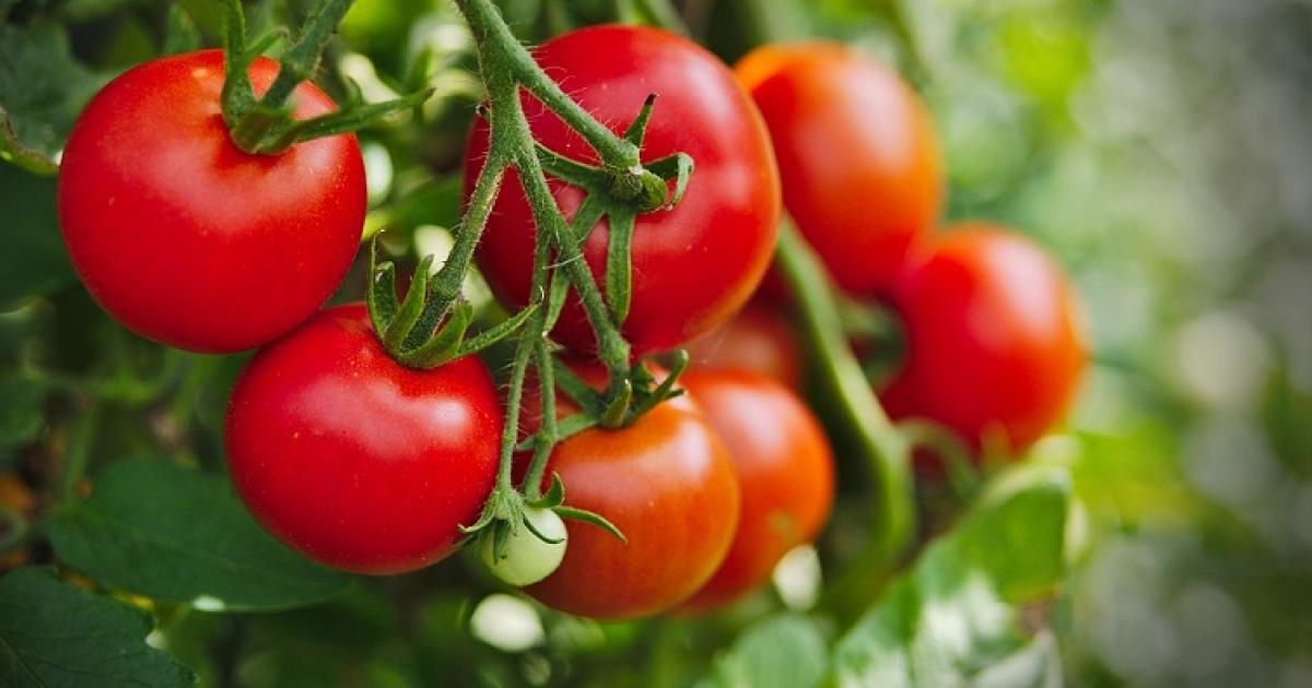 Suivez ces conseils maraîchers pour savoir quoi planter