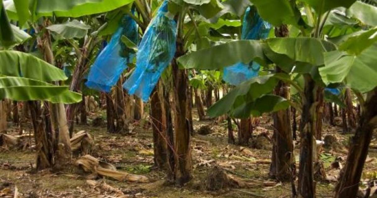 Les ouvriers agricoles continuent à militer pour la prise en charge des maladies professionnelles liées aux pesticides