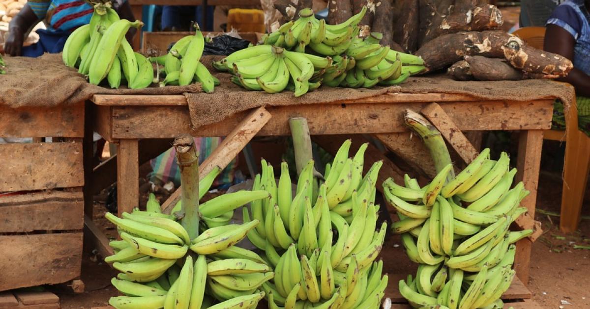 Des exploitations agricoles régulièrement cambriolées dans le nord de la Martinique