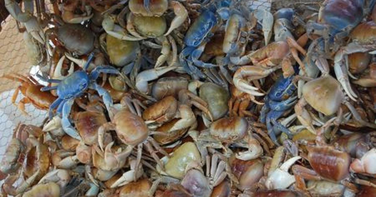 Les crabes de terre et à barbe menacés par la surexploitation