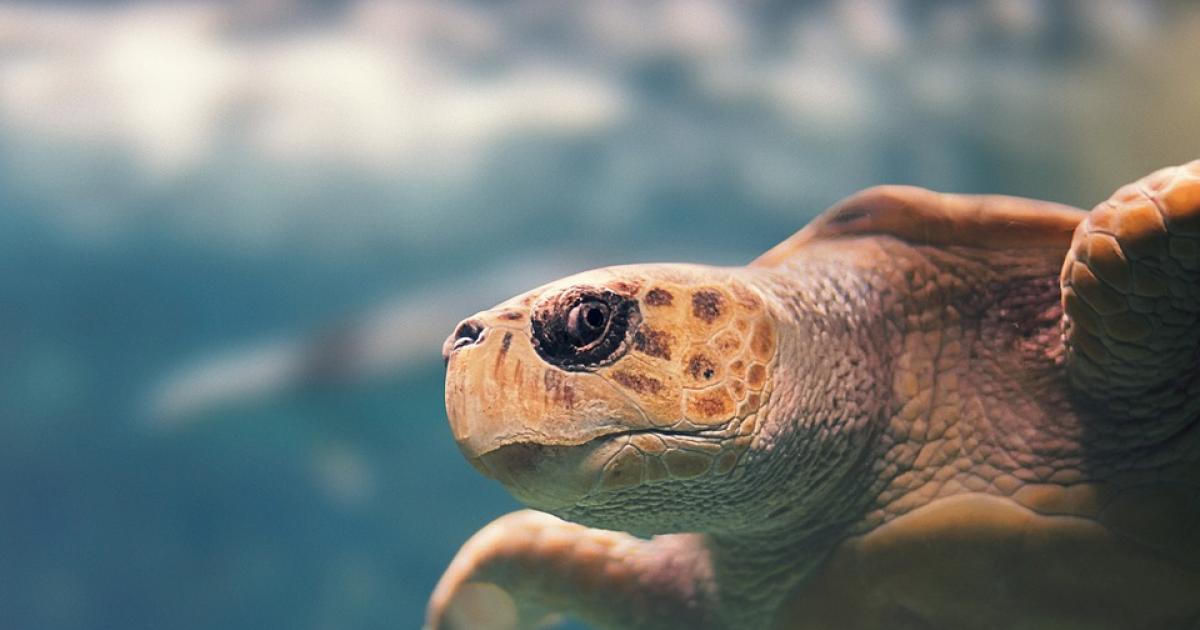 Attention aux chiens domestiques qui attaquent les tortues marines