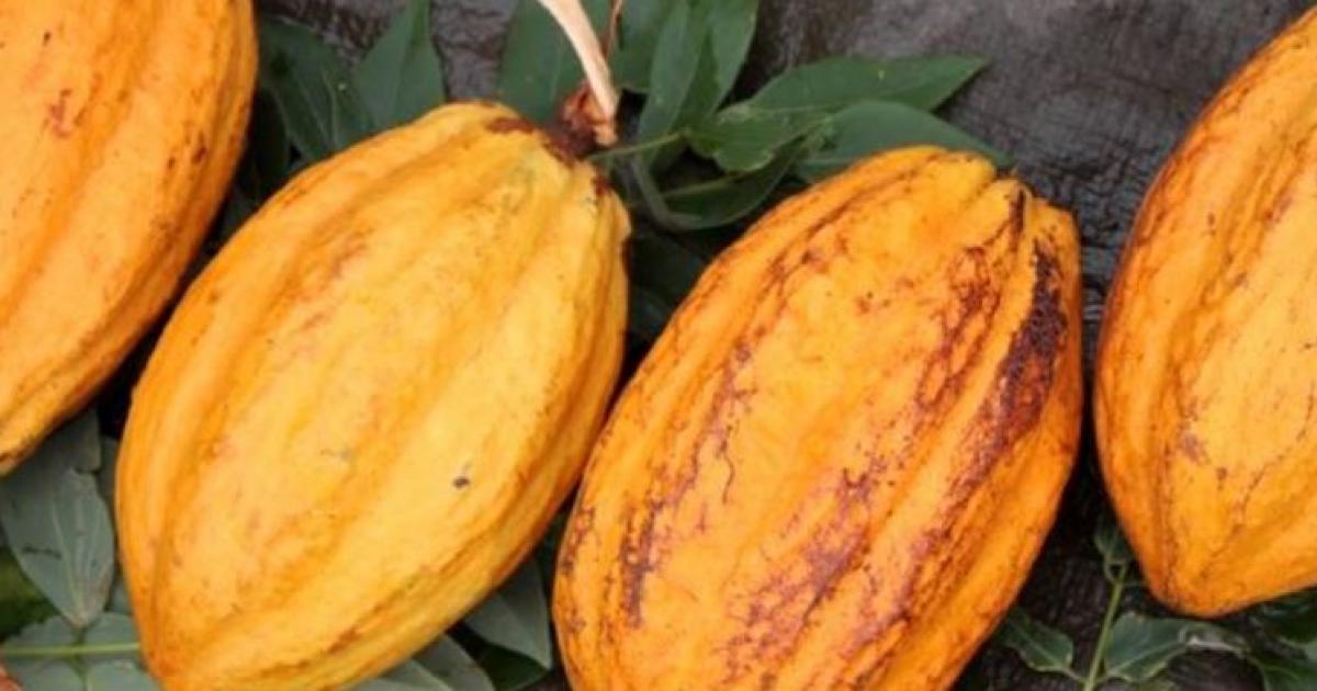     





Le cacao au cœur d'une collaboration entre un artisan chocolatier et les élèves du LPA au Robert




