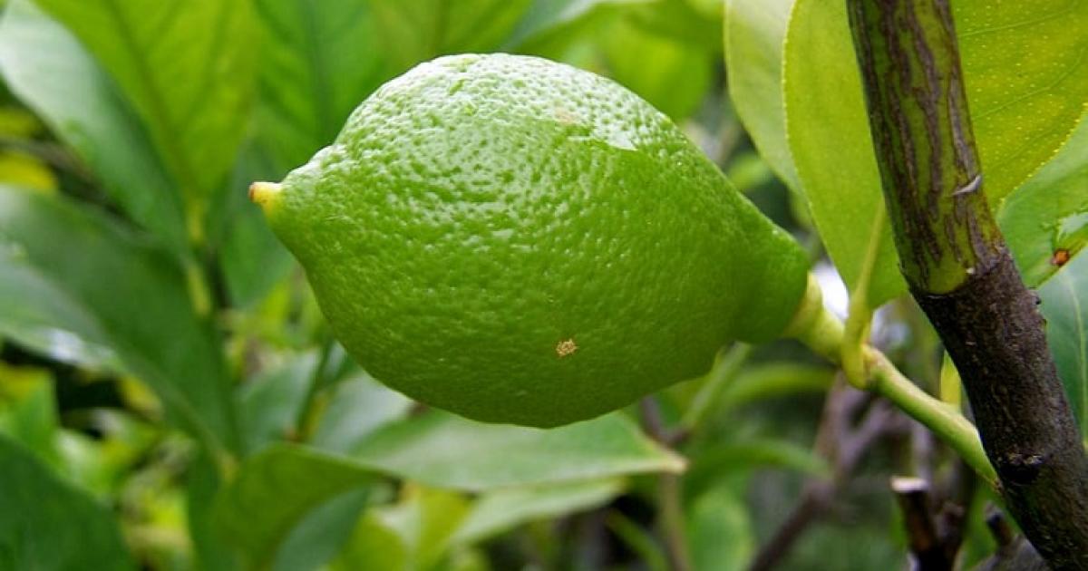 Apprenez à cultiver vos arbres fruitiers dans des pots