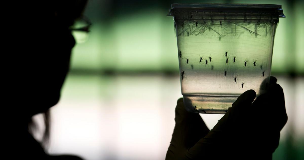     





L'épidémie de dengue est terminée en Martinique





