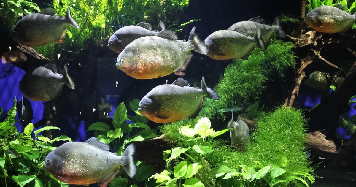 Toutes les astuces pour se lancer dans l'aquariophilie
