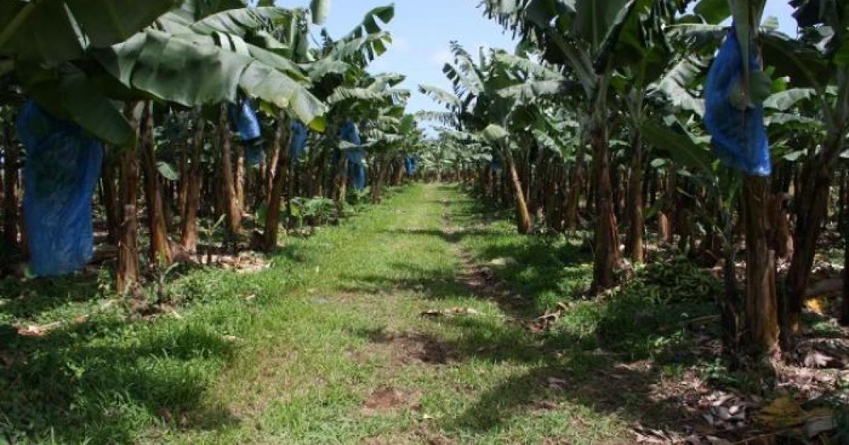 Un décret rend possible l'indemnisation des travailleurs agricoles empoisonnés par le chlordécone