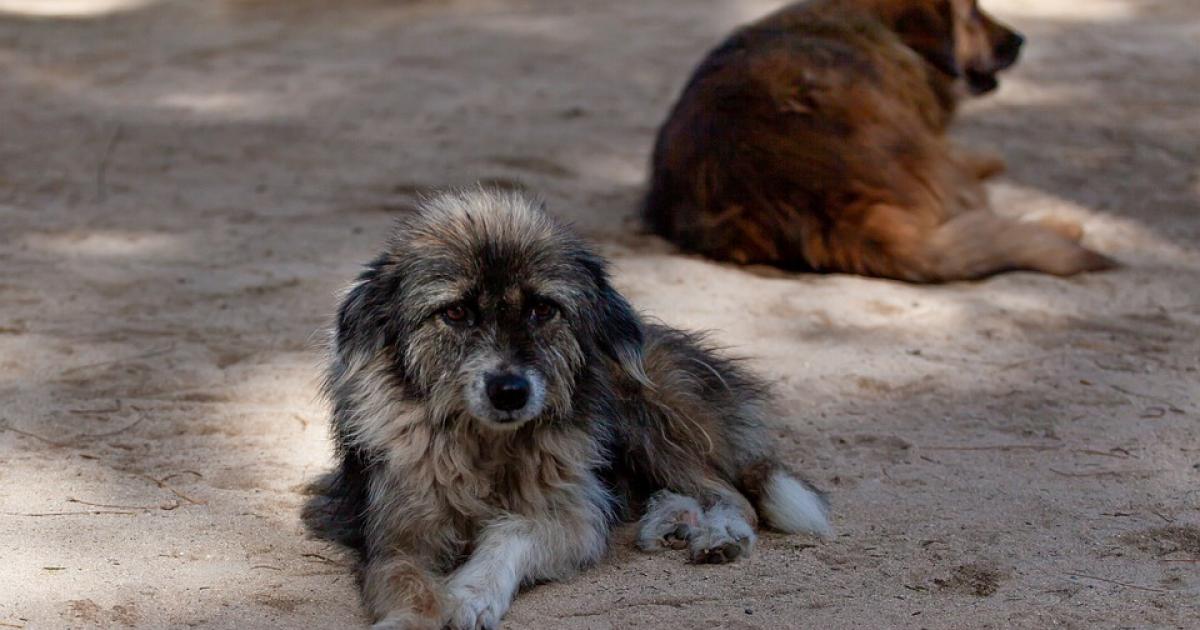 5 chiens sauvés après être tombés dans un puits