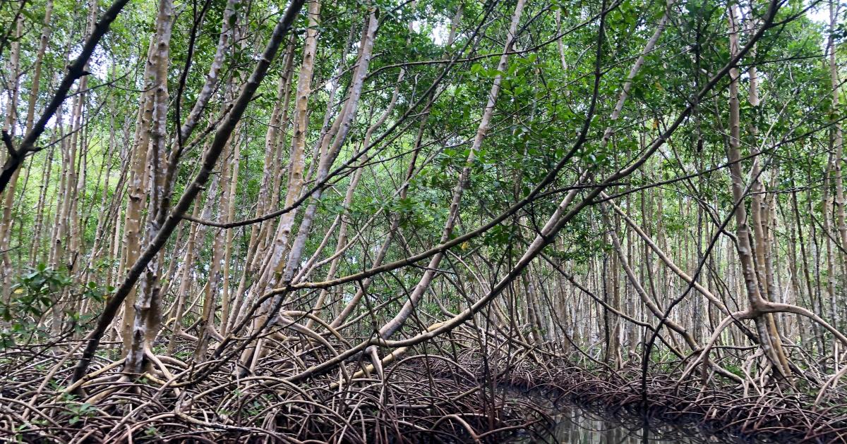 La ville du Lamentin lance une opération de sauvegarde de la mangrove