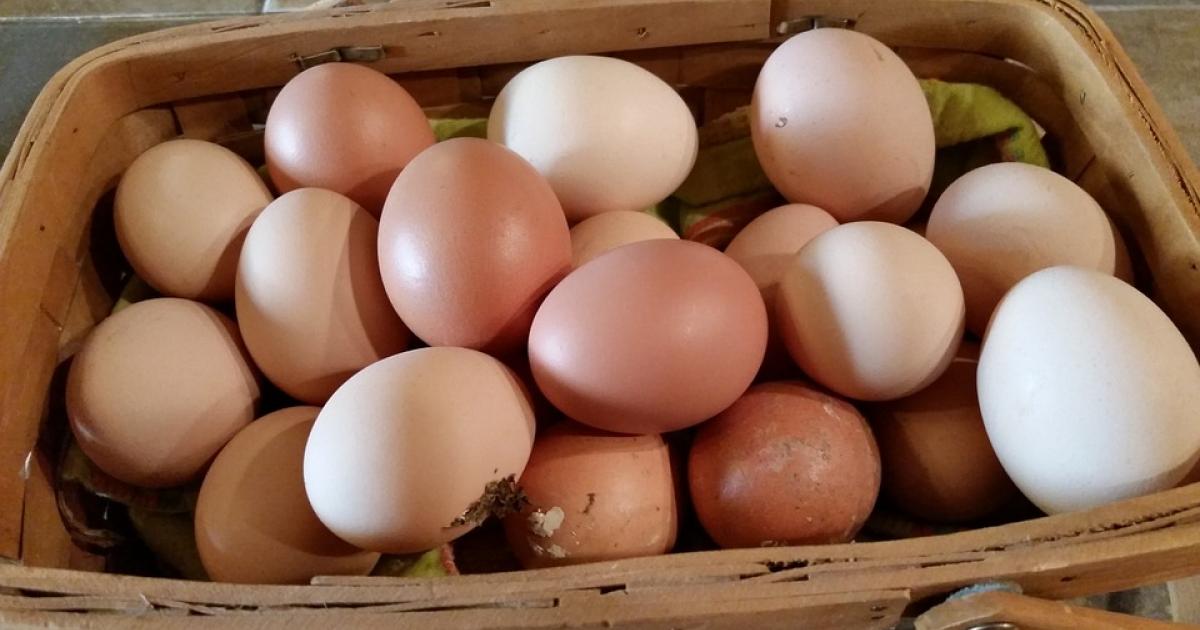 Où sont passés les œufs ?