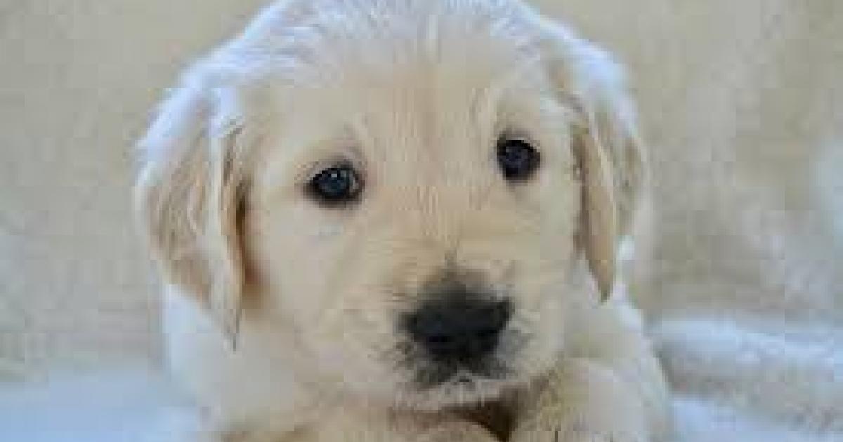 Confinés, et si vous adoptiez un animal ?