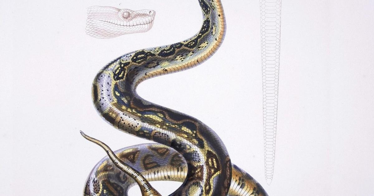 Il y avait des Boas en Guadeloupe et en Martinique