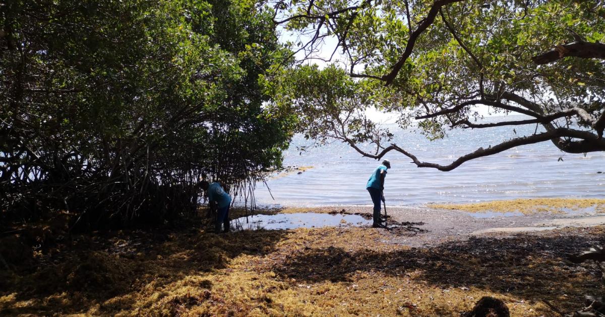 Trinité : les sargasses sont de retour sur le littoral
