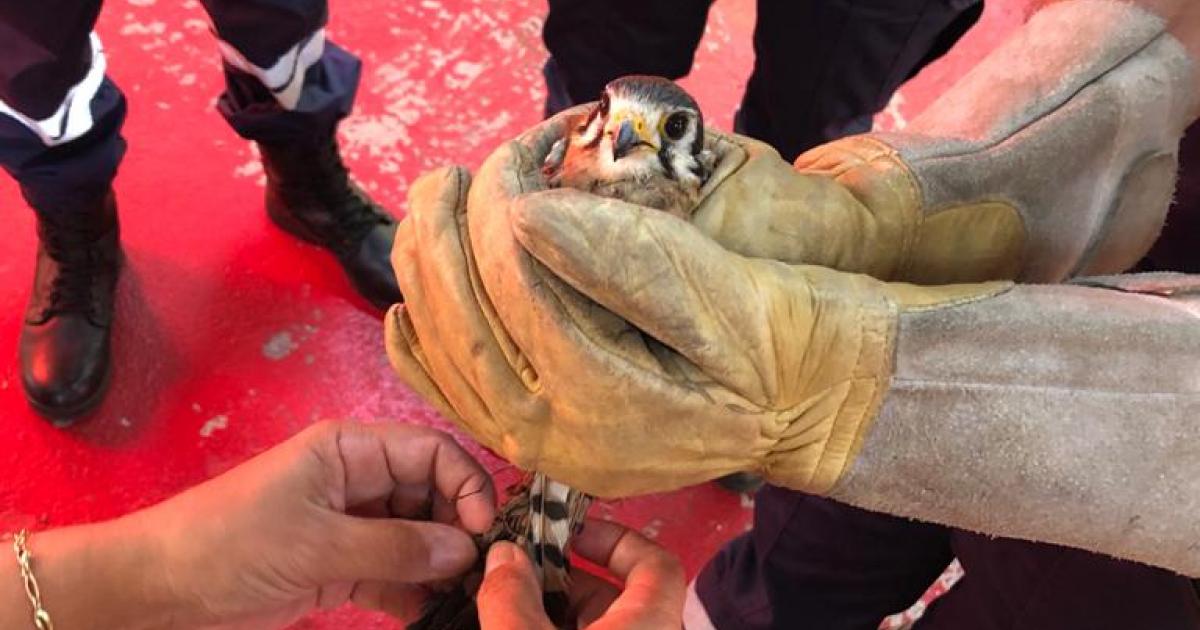 Sauvetage insolite pour les pompiers de Vieux-Habitants