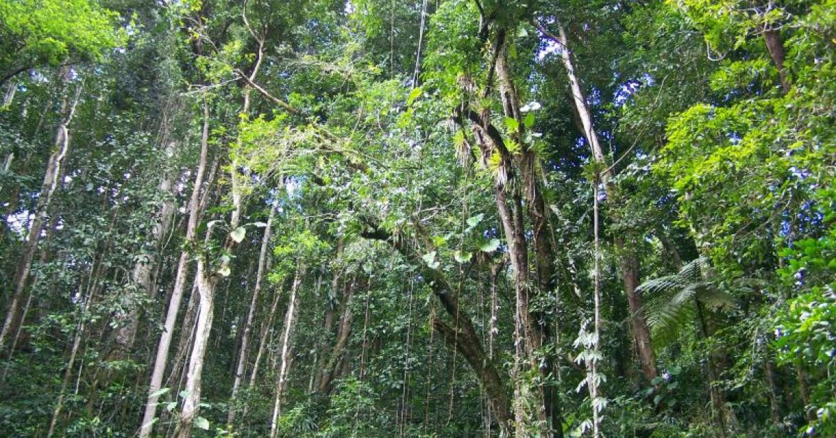     





Schoelcher : l'Assaupamar conteste un chantier de la Simar




