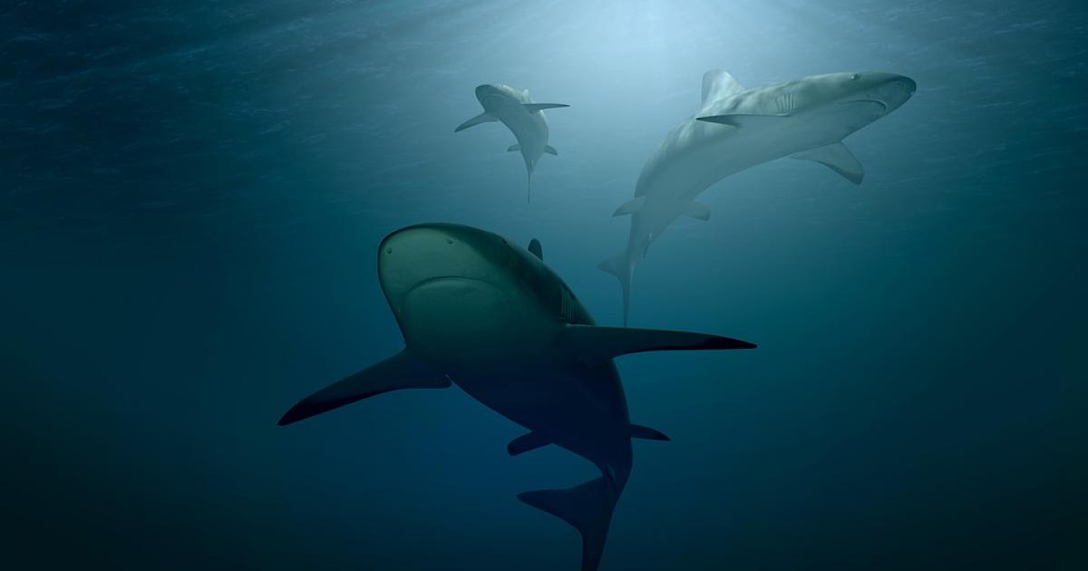 Des requins testés positifs à la cocaïne selon une étude