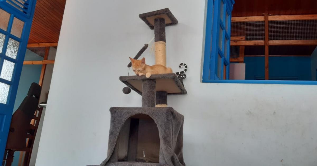    





Une maison refuge pour les chats




