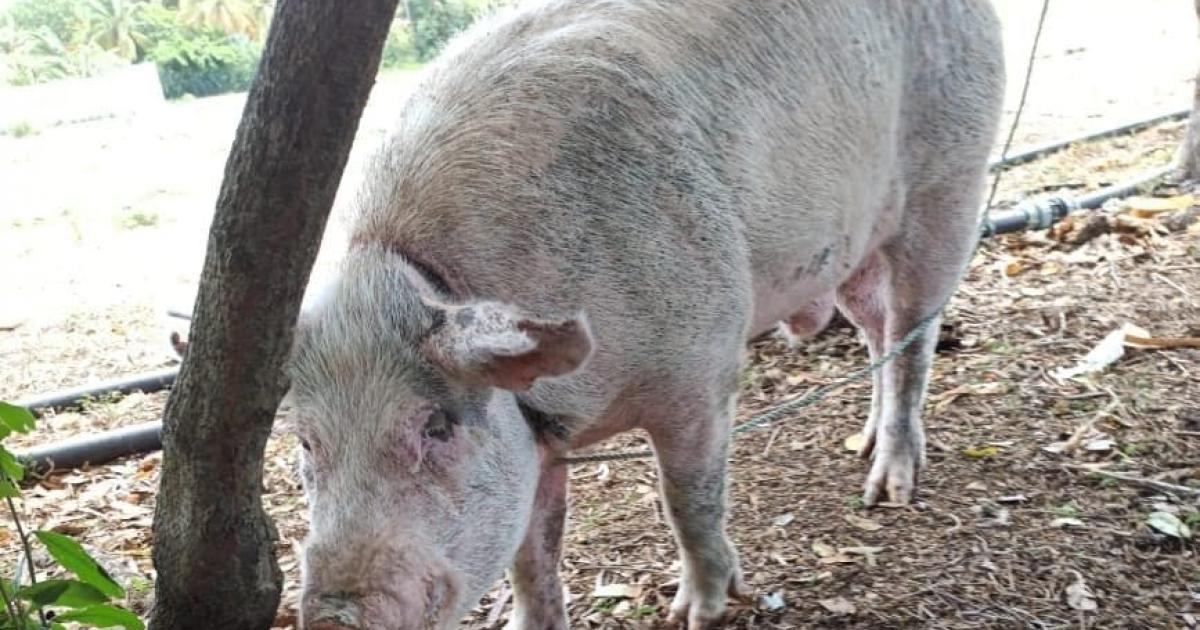 Une truie sème la zizanie dans une résidence de Saint-François