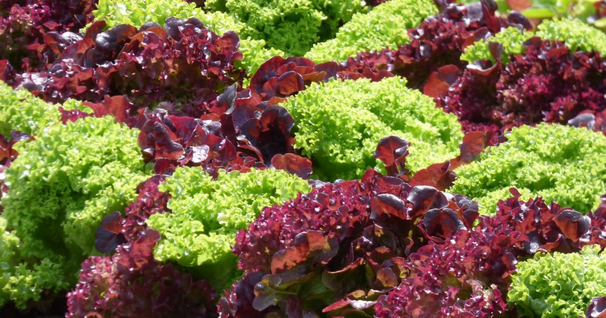 Les conseils pour réussir votre potager