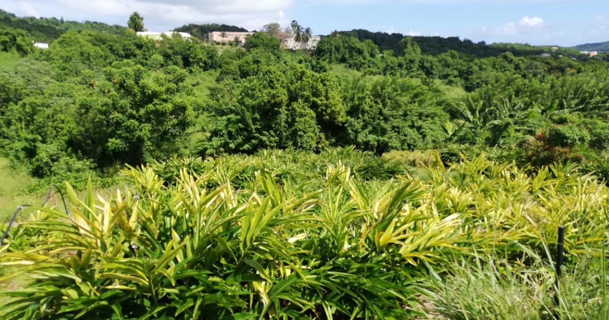     





[AUDIO] Marcellin Nadeau sur le rejet de son arrêté anti-pesticide : "ce n'est qu'une étape"




