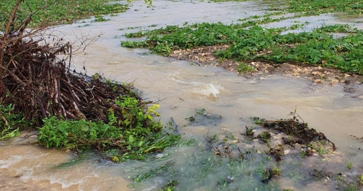 Des exploitations agricoles du Moule dévastées par des pluies diluviennes