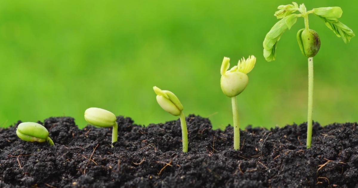 Changement climatique : comment préparer l'agriculture locale ?