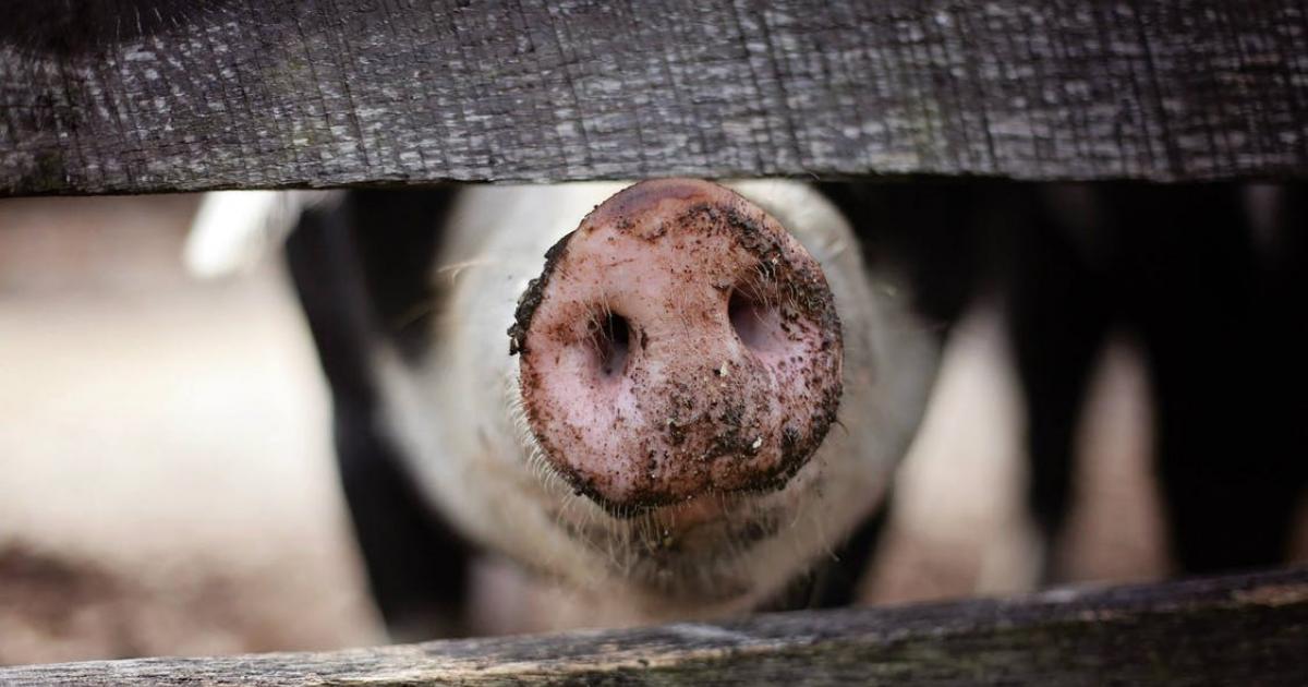     





La peste porcine africaine, ce virus dont les Antilles doivent se méfier




