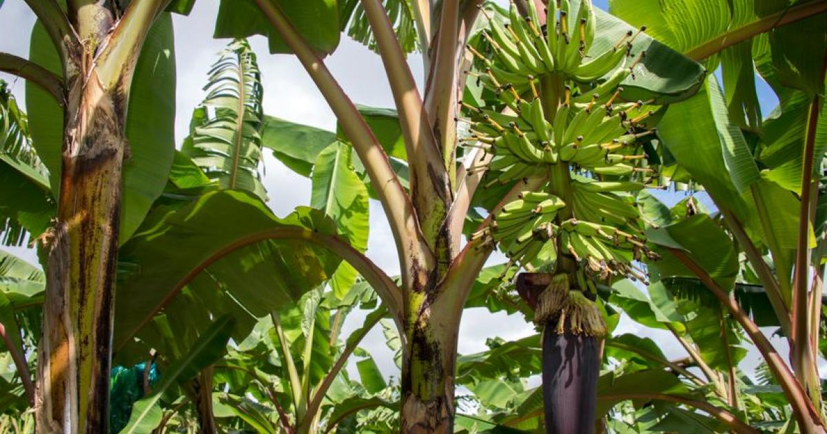 Consultation en ligne dans le cadre du plan chlordécone IV
