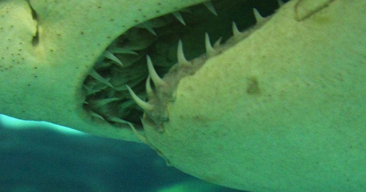 Des mesures prises à Saint-Martin après l'attaque mortelle par un requin