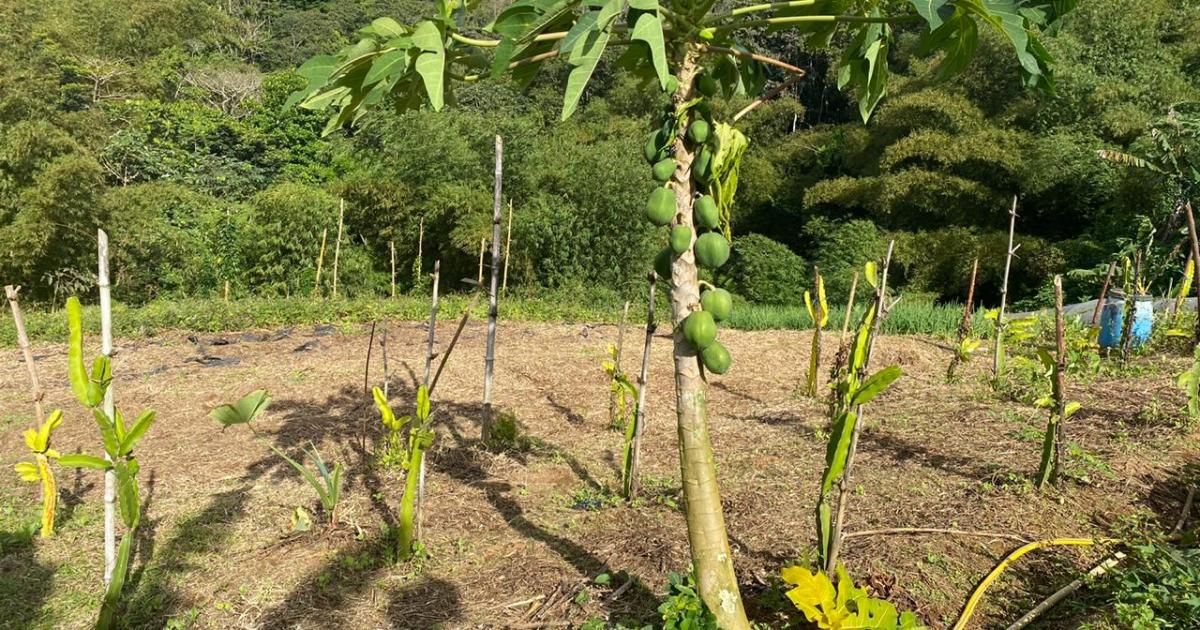 La route des fermes bio de Martinique réunit producteurs bio et chefs d'exception