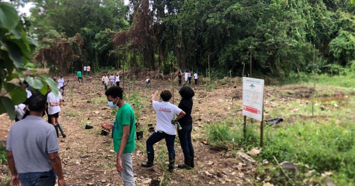 Une opération de reboisement de la mangrove à la zone industrielle des Mangles