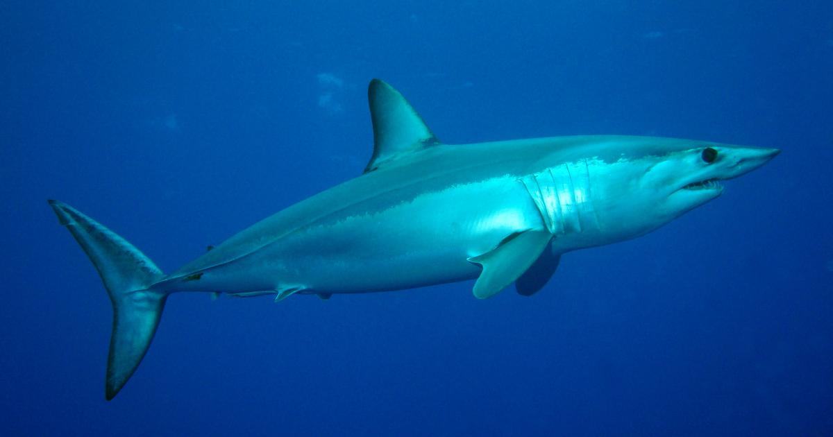 Une vidéo d'un requin tiré hors de l'eau fait le buzz sur internet