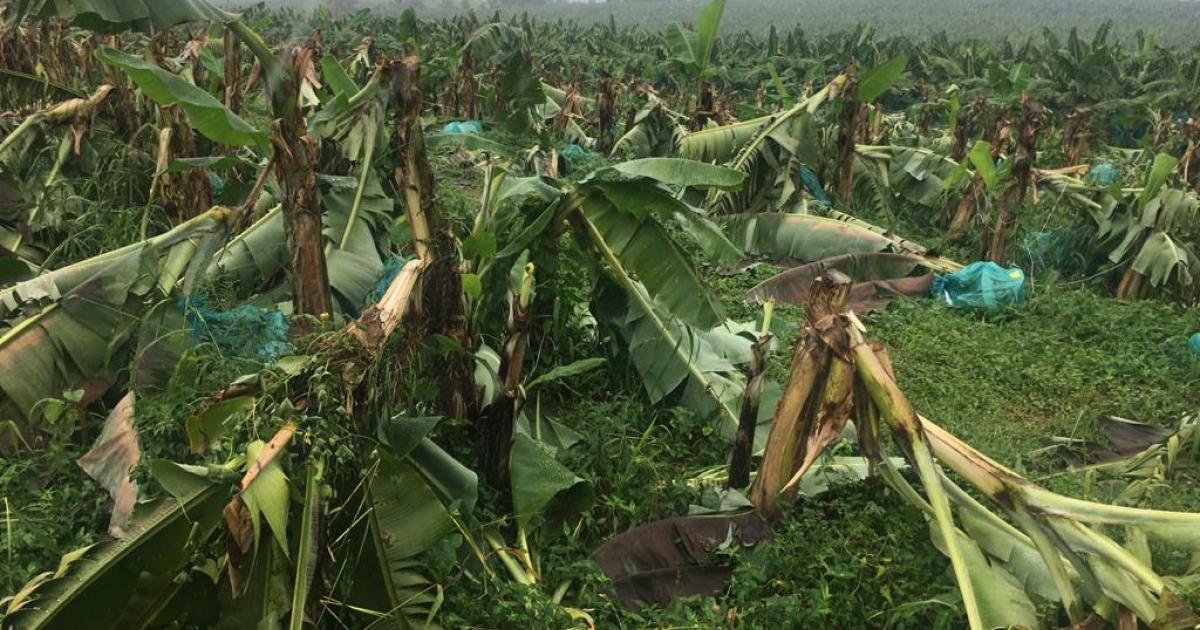 Deux exploitations de bananes saccagées au Lamentin et au François