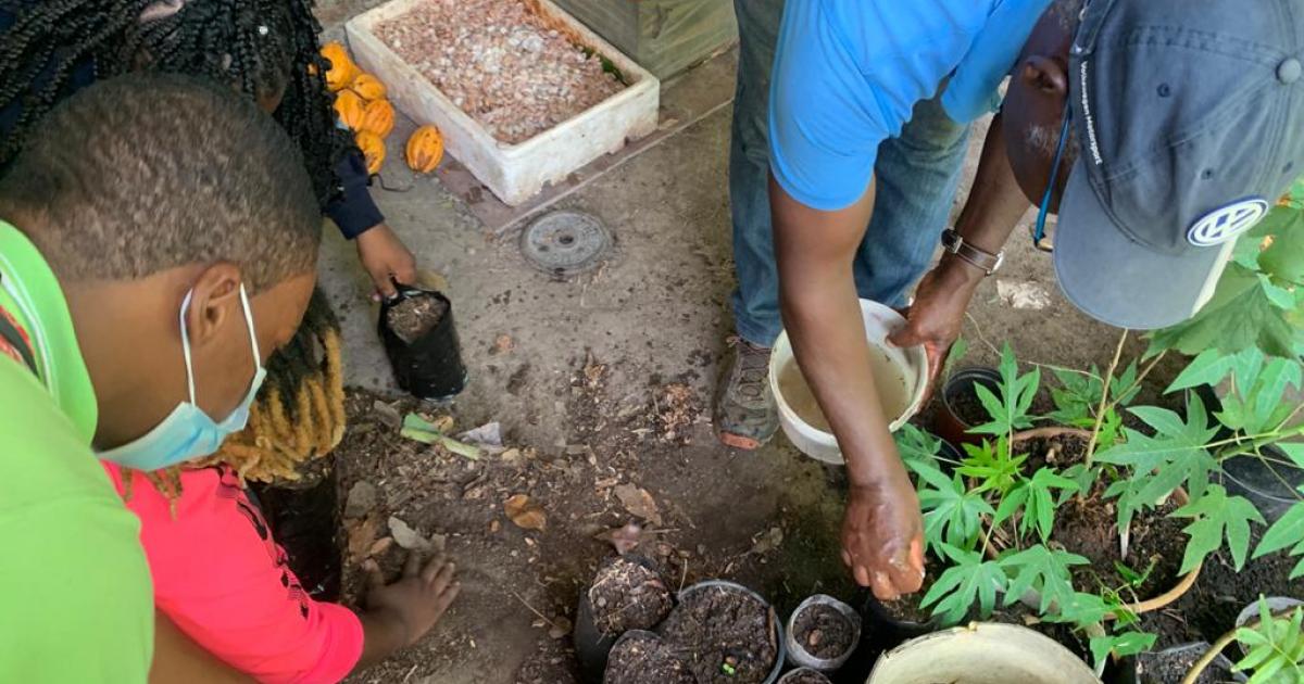 La filière du cacao de Martinique sensibilise les plus jeunes à leur patrimoine