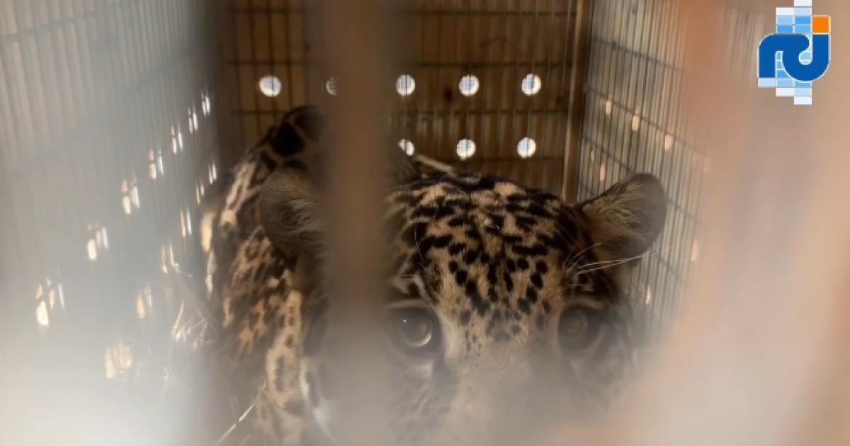 Keeza, la femelle jaguar a pris ses quartiers au zoo de Guadeloupe