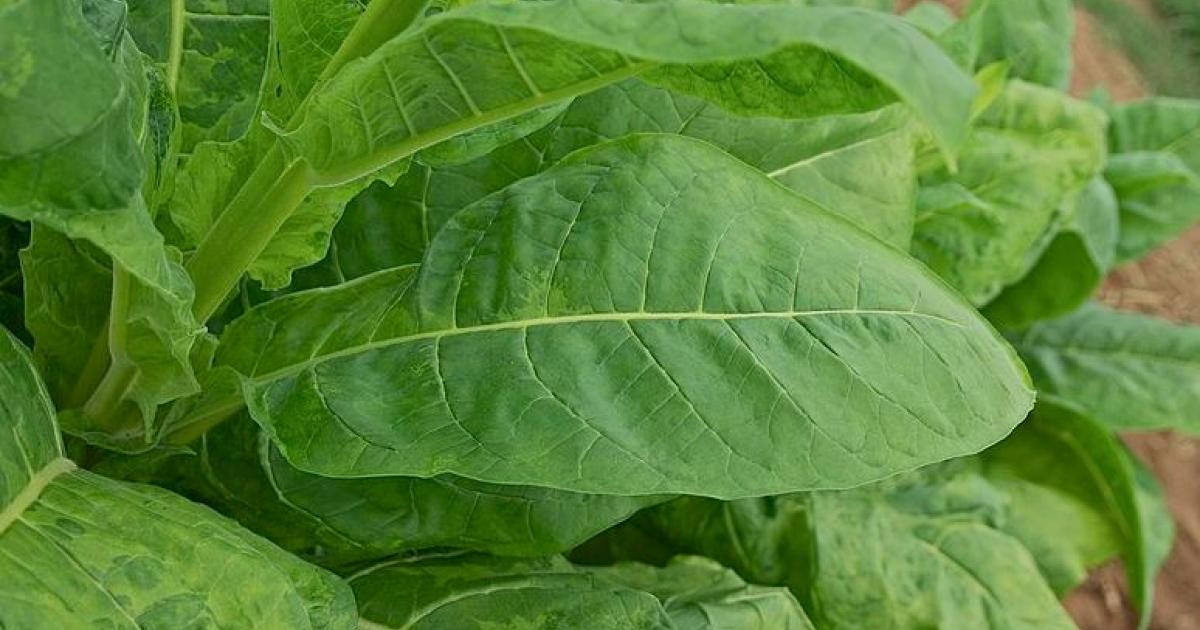     





Un webinaire sur l'héritage Kalinago des plantes médicinales




