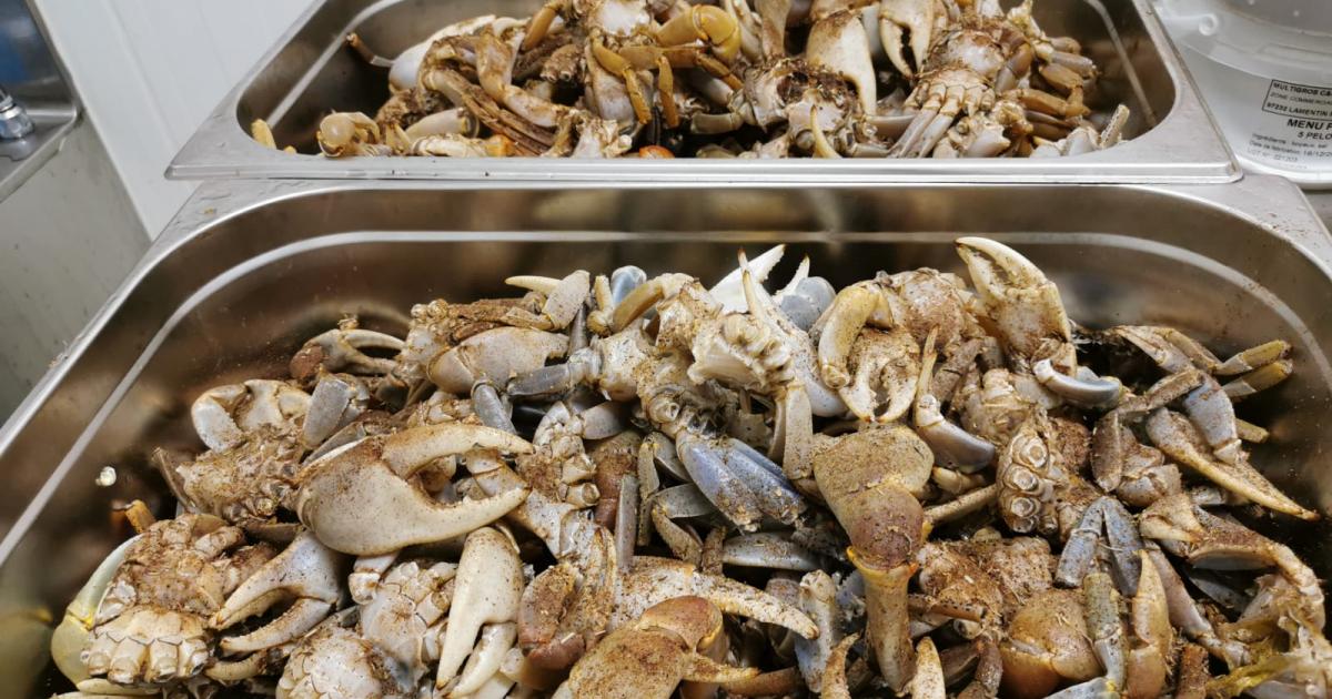     





Le crabe de Pâques, un incontournable du week-end pascal




