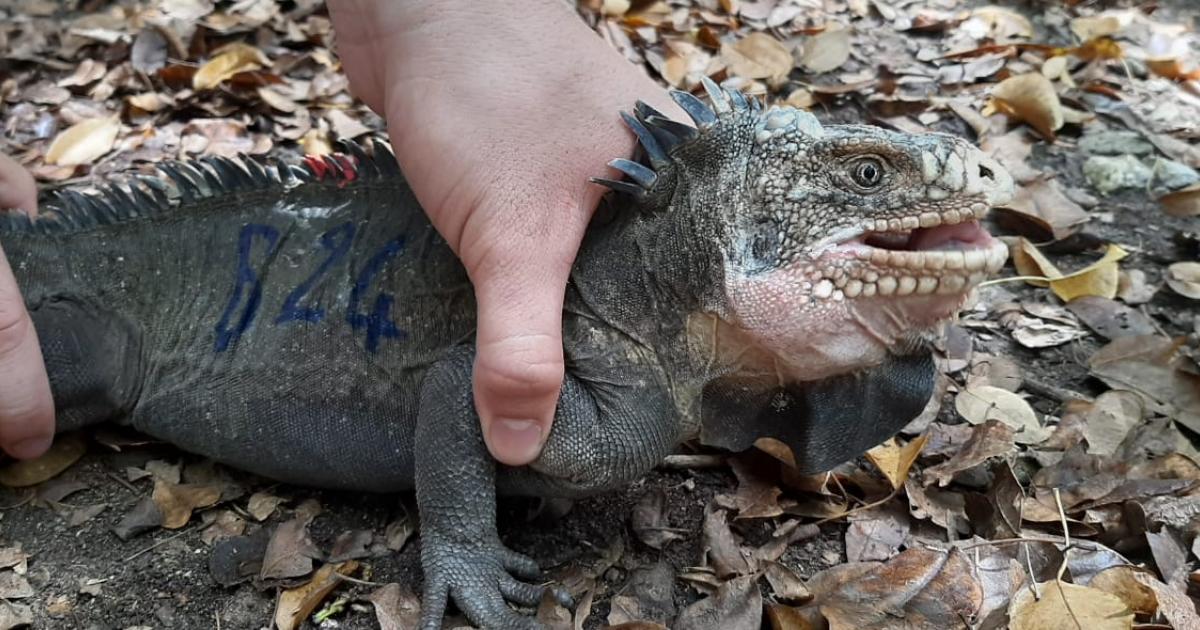 La campagne de protection de l'iguane endémique continue