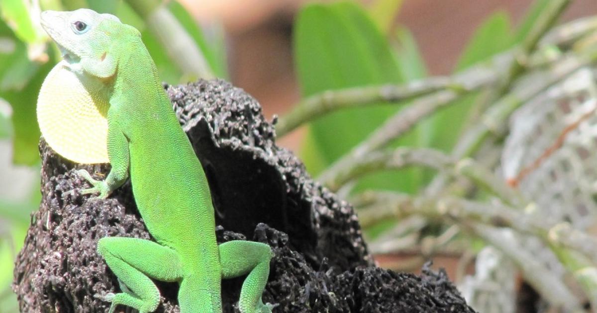 La colonisation aurait décimé les reptiles de Guadeloupe selon une étude